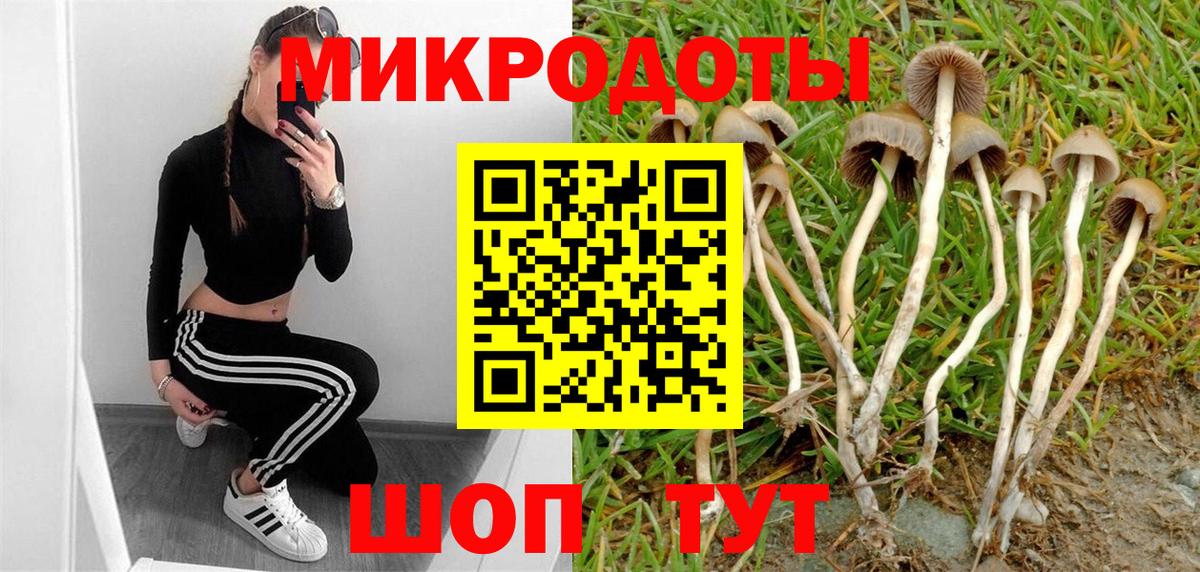 Псилоцибиновые грибы Psilocybe Кандалакша